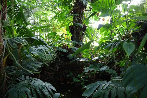 Jardin des Plantes 'teki Jardin d' hiver serasının içerisi. Paris 'in 5. semtindeki Jardin des Plantes' te. 