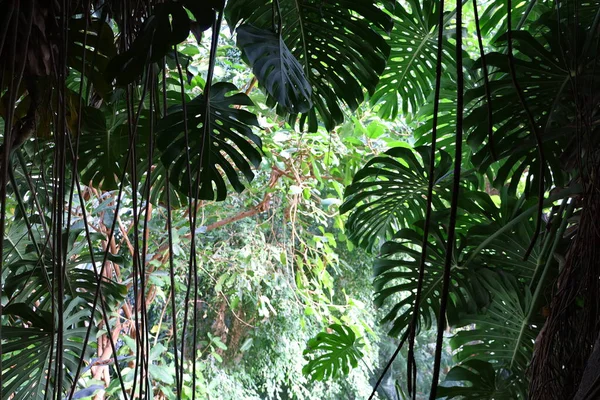Jardin des Plantes 'teki Jardin d' hiver serasının içerisi. Paris 'in 5. semtindeki Jardin des Plantes' te. 