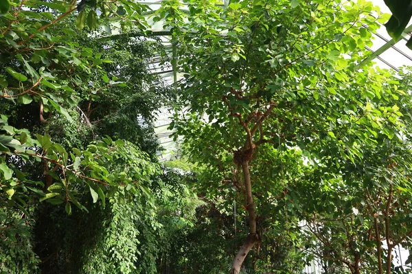 Jardin des Plantes 'teki Jardin d' hiver serasının içerisi. Paris 'in 5. semtindeki Jardin des Plantes' te. 