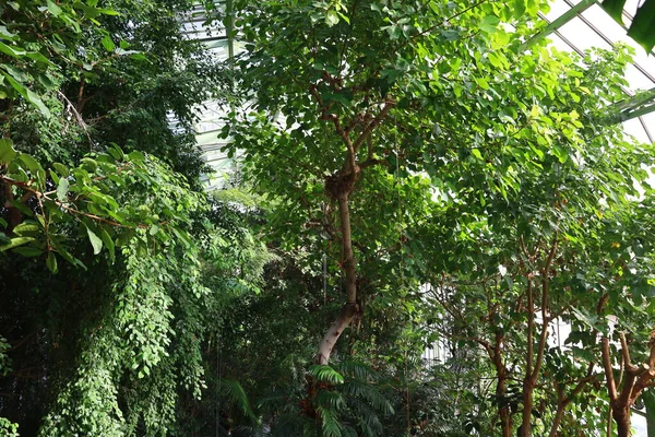 Jardin des Plantes 'teki Jardin d' hiver serasının içerisi. Paris 'in 5. semtindeki Jardin des Plantes' te. 