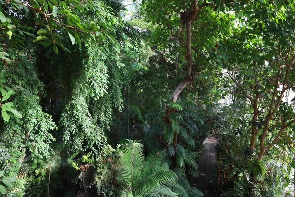 Jardin des Plantes 'teki Jardin d' hiver serasının içerisi. Paris 'in 5. semtindeki Jardin des Plantes' te. 