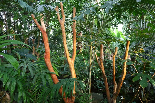 Jardin des Plantes 'teki Jardin d' hiver serasının içerisi. Paris 'in 5. semtindeki Jardin des Plantes' te. 