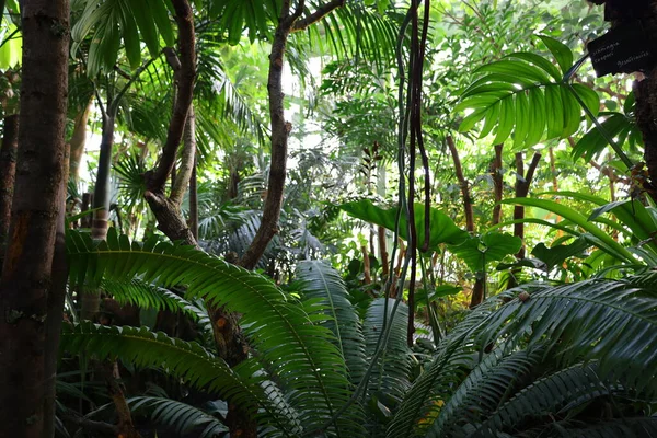 Kilátás Belső Tér Jardin Hiver Üvegház Található Jardin Des Plantes — Stock Fotó