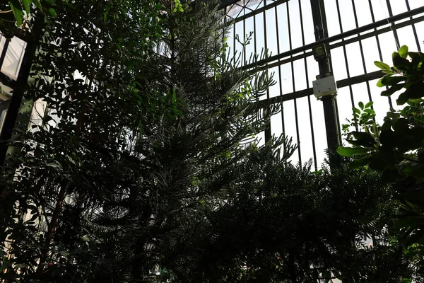 Jardin des Plantes 'in Paris' in 5. semtindeki Jardin d 'hiver serasının iç manzarası. 