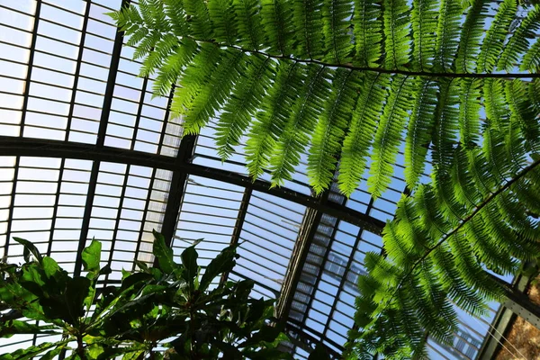 Widok Wnętrze Szklarni Jardin Hiver Położonej Jardin Des Plantes Dzielnicy — Zdjęcie stockowe