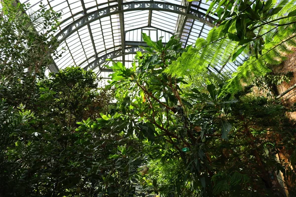 Pohled Interiér Skleníku Jardin Hiver Který Nachází Jardin Des Plantes — Stock fotografie