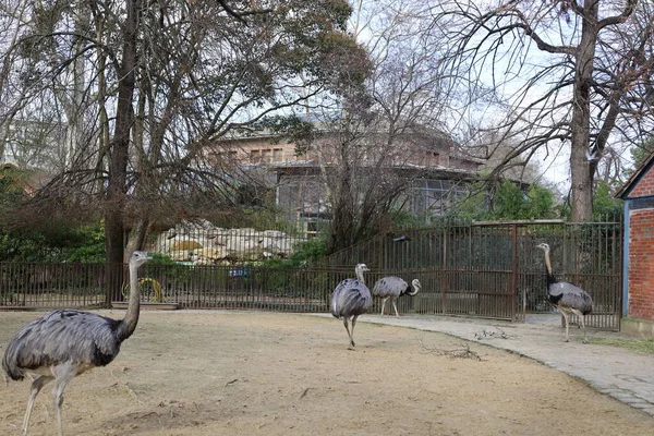 Widok Zwierzę Zoo Jardin Des Plantes Położony Dzielnicy Paryża — Zdjęcie stockowe