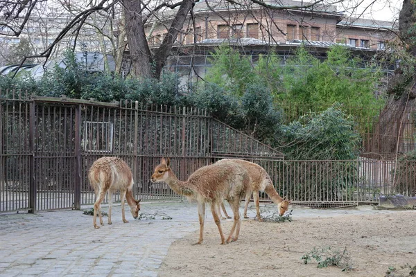 Vista Sobre Animal Zoológico Jardin Des Plantes Localizado Quinto Arrondissement — Fotografia de Stock