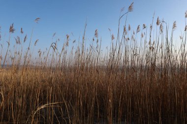 Neuchtel Gölü 'nde gün batımı manzarası