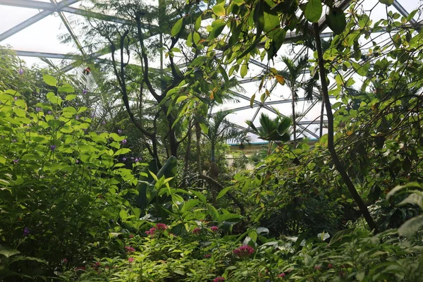 Vista Dell Interno Papiliorama Che Complesso Situato Chitres Svizzera Complesso — Foto Stock