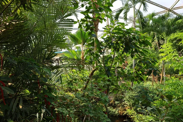 View Interior Papiliorama Which Complex Located Chitres Switzerland Complex Consists — Stock Photo, Image