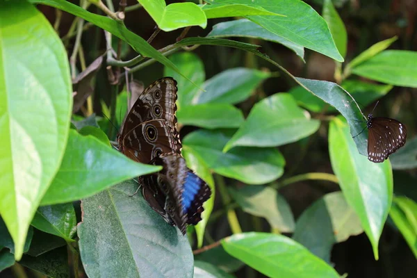 Vue Sur Papillon Papiliorama Qui Est Complexe Situé Chitres Suisse — Photo