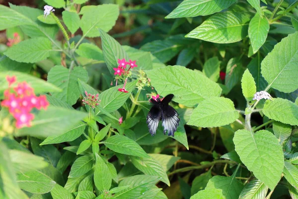 Vista Sobre Uma Borboleta Papiliorama Que Complexo Localizado Chitres Suíça — Fotografia de Stock