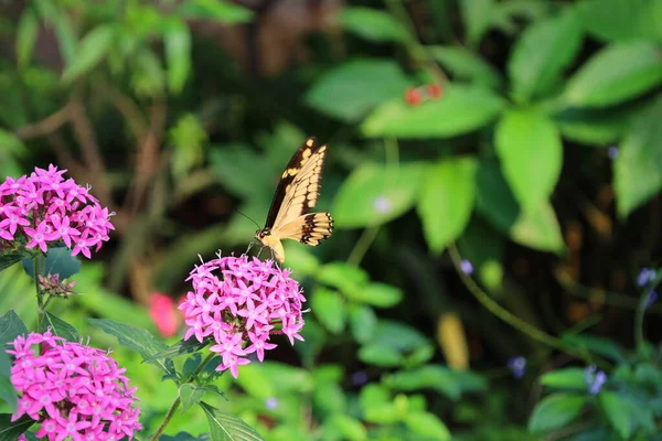 Vista Sobre Una Mariposa Papiliorama Que Complejo Situado Chitres Suiza — Foto de Stock