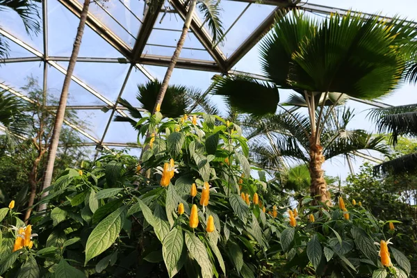 İsviçre 'nin Chitres şehrinde yer alan Papiliorama' nın iç mekanı. Kompleks, çeşitli biyootoplar üreten birkaç kupadan oluşuyor..