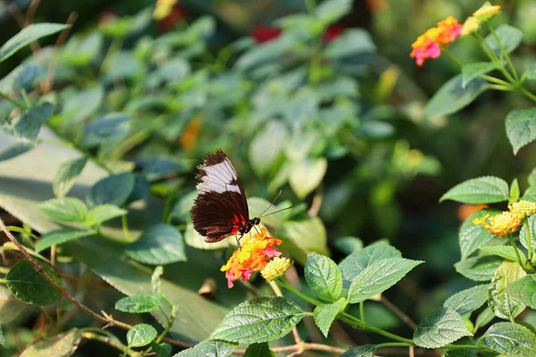 Вид Бабочку Papiliorama Который Представляет Собой Комплекс Расположенный Chitres Швейцария — стоковое фото