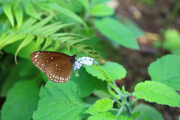 Вид Бабочку Papiliorama Который Представляет Собой Комплекс Расположенный Chitres Швейцария — стоковое фото