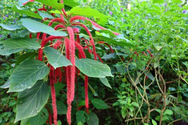 İsviçre 'nin Chitres şehrinde yer alan Papiliorama' nın iç mekanı. Kompleks, çeşitli biyootoplar üreten birkaç kupadan oluşuyor..