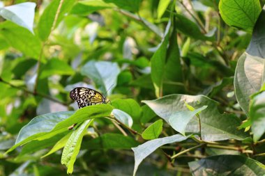 İsviçre 'nin Chitres şehrinde bulunan bir kompleks olan Papiliorama' da bir kelebek görülüyor. Kompleks, çeşitli biyootoplar üreten birkaç kupadan oluşuyor..