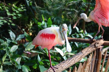 İsviçre 'nin Chitres kentindeki bir kompleks olan Papiliorama' daki bir hayvanın görüntüsü. Kompleks, çeşitli biyootoplar üreten birkaç kupadan oluşuyor..