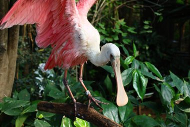 İsviçre 'nin Chitres kentindeki bir kompleks olan Papiliorama' daki bir hayvanın görüntüsü. Kompleks, çeşitli biyootoplar üreten birkaç kupadan oluşuyor..
