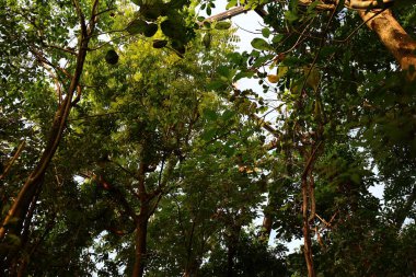 İsviçre 'nin Chitres şehrinde yer alan Papiliorama' nın iç mekanı. Kompleks, çeşitli biyootoplar üreten birkaç kupadan oluşuyor..