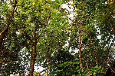 İsviçre 'nin Chitres şehrinde yer alan Papiliorama' nın iç mekanı. Kompleks, çeşitli biyootoplar üreten birkaç kupadan oluşuyor..