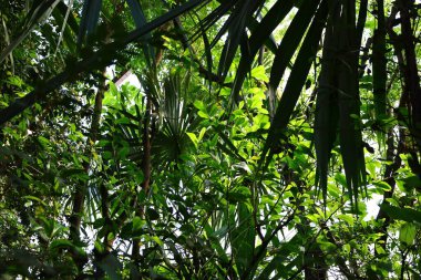 İsviçre 'nin Chitres şehrinde yer alan Papiliorama' nın iç mekanı. Kompleks, çeşitli biyootoplar üreten birkaç kupadan oluşuyor..