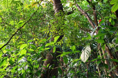 İsviçre 'nin Chitres şehrinde yer alan Papiliorama' nın iç mekanı. Kompleks, çeşitli biyootoplar üreten birkaç kupadan oluşuyor..