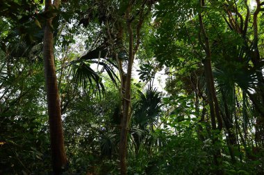 İsviçre 'nin Chitres şehrinde yer alan Papiliorama' nın iç mekanı. Kompleks, çeşitli biyootoplar üreten birkaç kupadan oluşuyor..