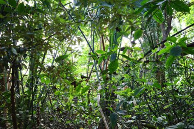 İsviçre 'nin Chitres şehrinde yer alan Papiliorama' nın iç mekanı. Kompleks, çeşitli biyootoplar üreten birkaç kupadan oluşuyor..