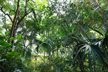 İsviçre 'nin Chitres şehrinde yer alan Papiliorama' nın iç mekanı. Kompleks, çeşitli biyootoplar üreten birkaç kupadan oluşuyor..