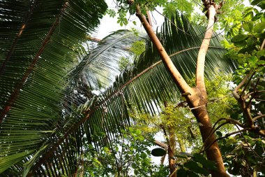 İsviçre 'nin Chitres şehrinde yer alan Papiliorama' nın iç mekanı. Kompleks, çeşitli biyootoplar üreten birkaç kupadan oluşuyor..