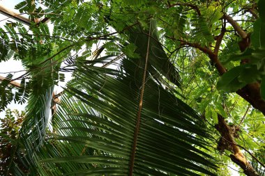 İsviçre 'nin Chitres şehrinde yer alan Papiliorama' nın iç mekanı. Kompleks, çeşitli biyootoplar üreten birkaç kupadan oluşuyor..