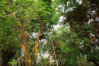 İsviçre 'nin Chitres şehrinde yer alan Papiliorama' nın iç mekanı. Kompleks, çeşitli biyootoplar üreten birkaç kupadan oluşuyor..