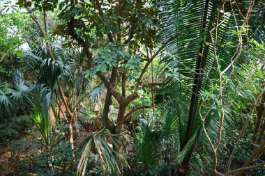 İsviçre 'nin Chitres şehrinde yer alan Papiliorama' nın iç mekanı. Kompleks, çeşitli biyootoplar üreten birkaç kupadan oluşuyor..