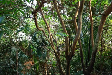 İsviçre, Chitres 'teki Papiliorama manzarası. Çeşitli biyootoplar üreten birkaç kupadan oluşan bir kompleks.. 