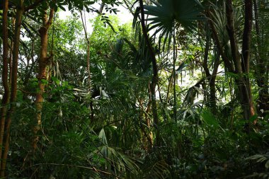 İsviçre, Chitres 'teki Papiliorama manzarası. Çeşitli biyootoplar üreten birkaç kupadan oluşan bir kompleks.. 