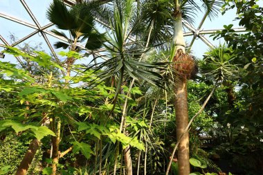 İsviçre, Chitres 'teki Papiliorama manzarası. Çeşitli biyootoplar üreten birkaç kupadan oluşan bir kompleks.. 