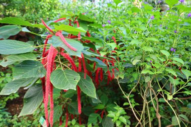 İsviçre, Chitres 'teki Papiliorama manzarası. Çeşitli biyootoplar üreten birkaç kupadan oluşan bir kompleks.. 