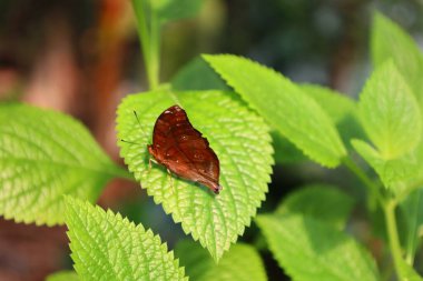 İsviçre 'nin Chitres kentindeki Papiliorama' da bir kelebek manzarası. Çeşitli biyootoplar üreten birkaç kupadan oluşan bir kompleks.. 