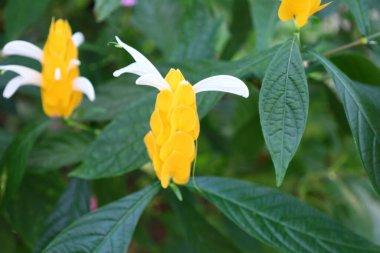 İsviçre 'nin Chitres kentindeki Papiliorama' da bir kelebek manzarası. Çeşitli biyootoplar üreten birkaç kupadan oluşan bir kompleks.. 