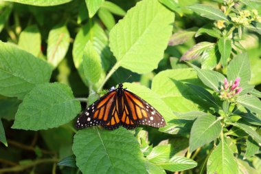 İsviçre 'nin Chitres kentindeki Papiliorama' da bir kelebek manzarası. Çeşitli biyootoplar üreten birkaç kupadan oluşan bir kompleks.. 