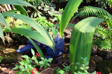 İsviçre 'nin Chitres kentindeki Papiliorama' daki hayvan manzarası. Çeşitli biyootoplar üreten birkaç kupadan oluşan bir kompleks.. 
