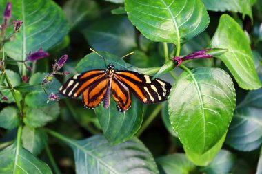 İsviçre 'nin Chitres kentindeki Papiliorama' da bir kelebek manzarası. Çeşitli biyootoplar üreten birkaç kupadan oluşan bir kompleks.. 