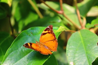 İsviçre 'nin Chitres kentindeki Papiliorama' da bir kelebek manzarası. Çeşitli biyootoplar üreten birkaç kupadan oluşan bir kompleks.. 