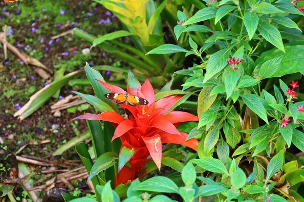 View Butterfly Papiliorama Which Complex Located Chitres Switzerland Complex Consists — Stock Photo, Image