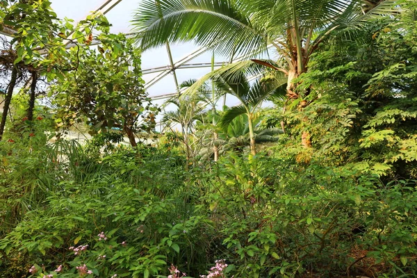 İsviçre 'nin Chitres şehrinde yer alan Papiliorama' nın iç mekanı. Kompleks, çeşitli biyootoplar üreten birkaç kupadan oluşuyor..
