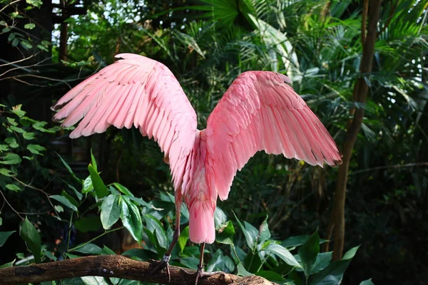 Utsikt Över Ett Djur Papiliorama Som Ett Komplex Beläget Chitres — Stockfoto