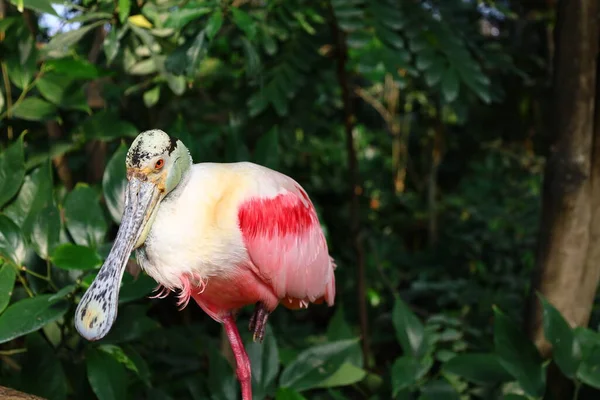 Vista Animal Papiliorama Que Complexo Localizado Chitres Suíça Complexo Composto — Fotografia de Stock